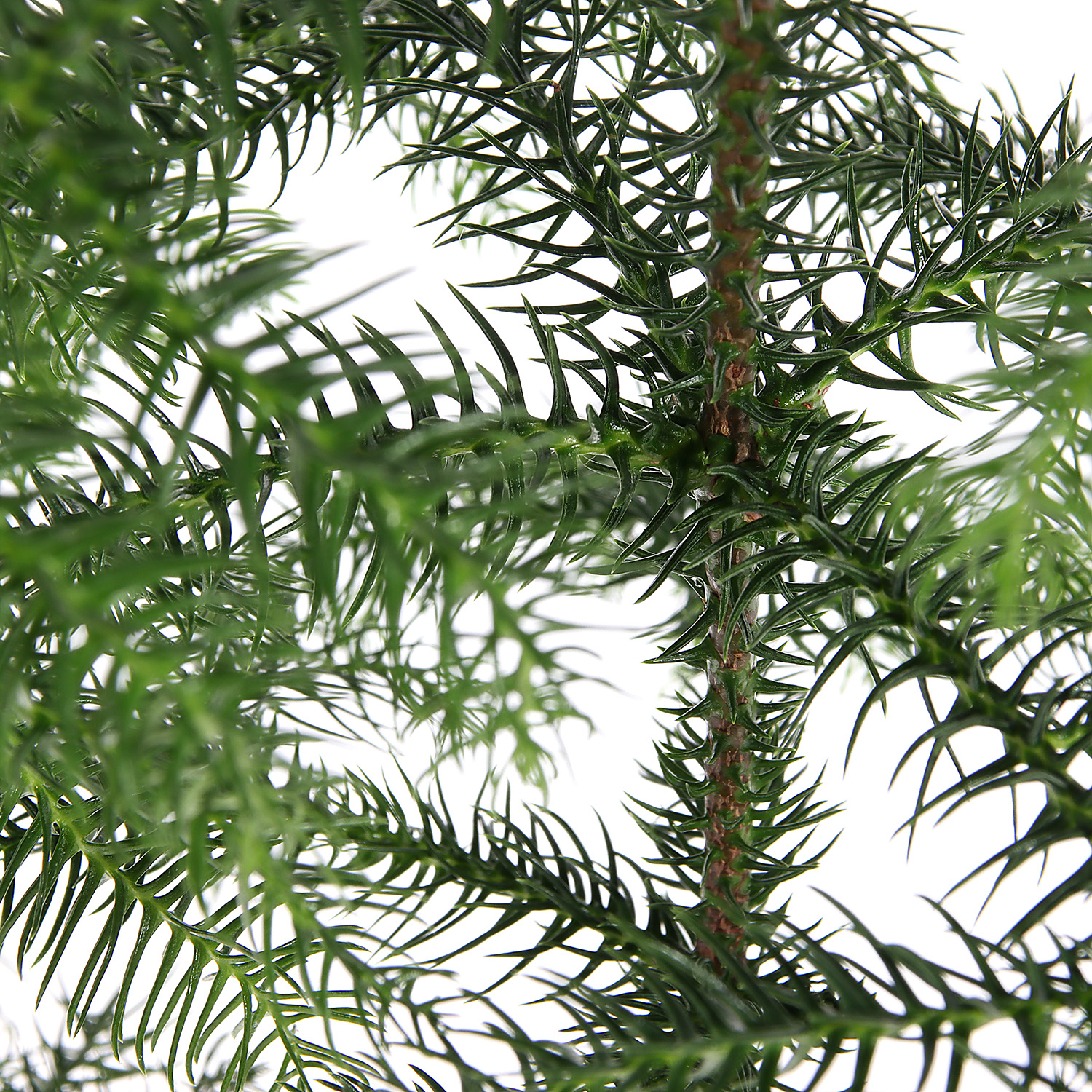 Араукария D12 H25 1/15