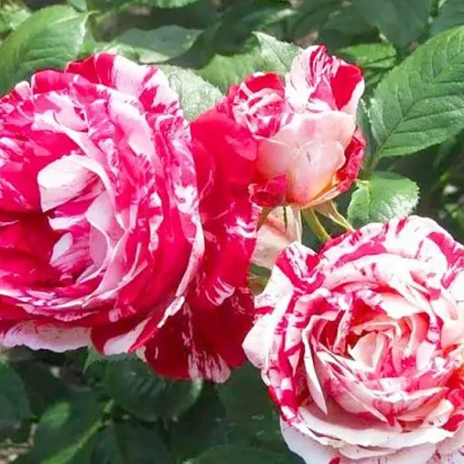 Роза Флорибунда Сентементаль Роза Флорибунда Сентементаль