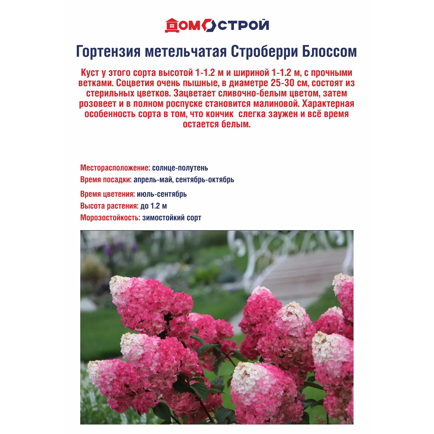 Гортензия метельчатая Строберри Блоссом