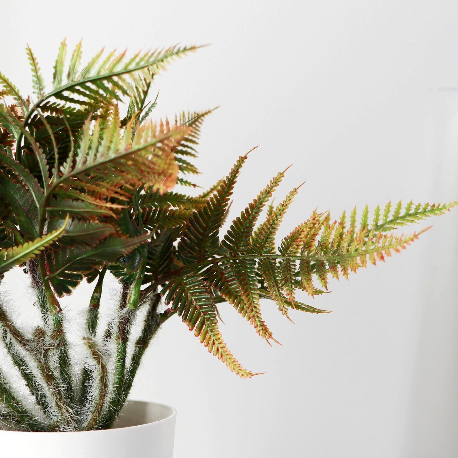 Бонсай в горшке "Папоротник нефролепис" 8,5х21 см, микс  9789753