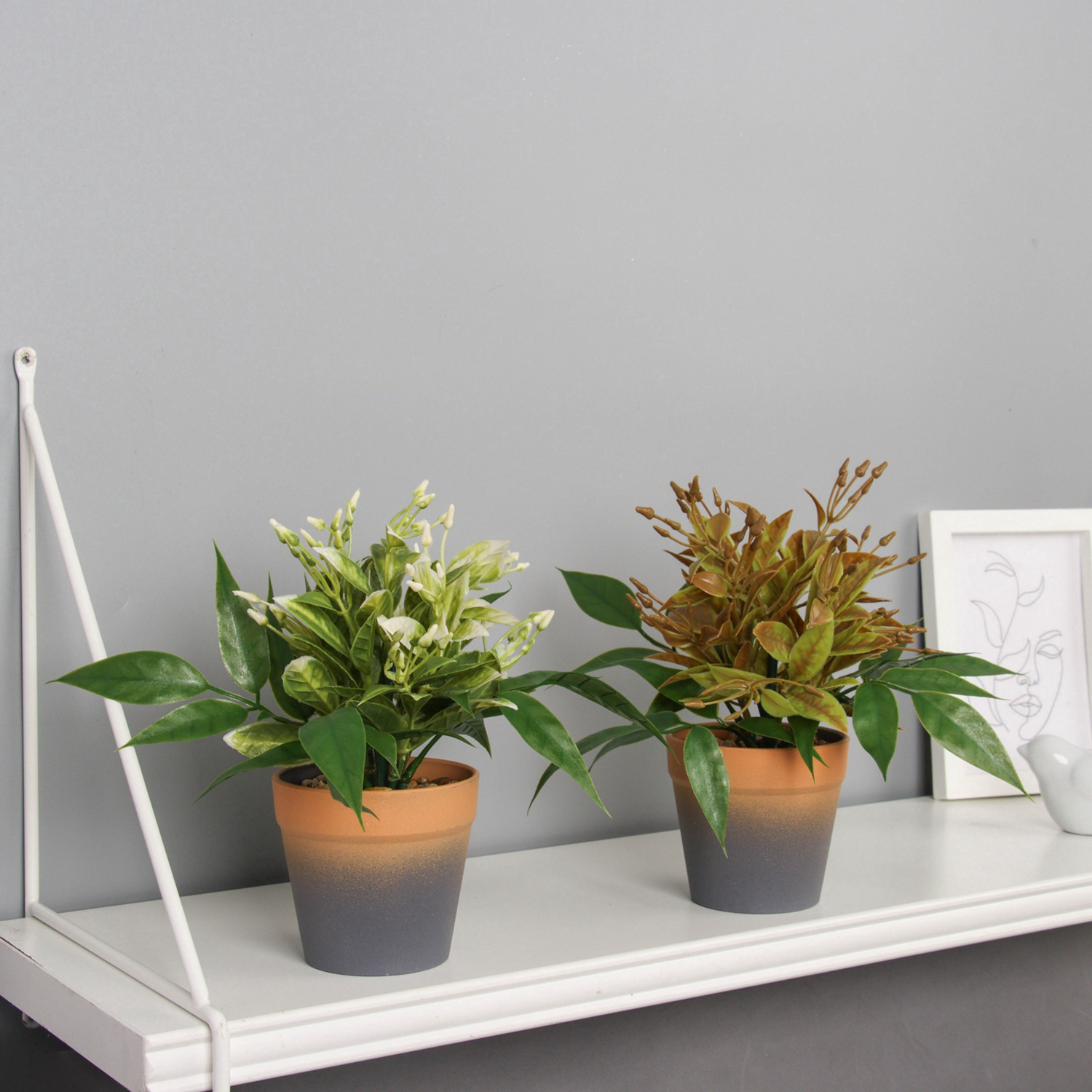 Бонсай в горшке "Птицемлечник" 18х8,5 см, микс   10697901