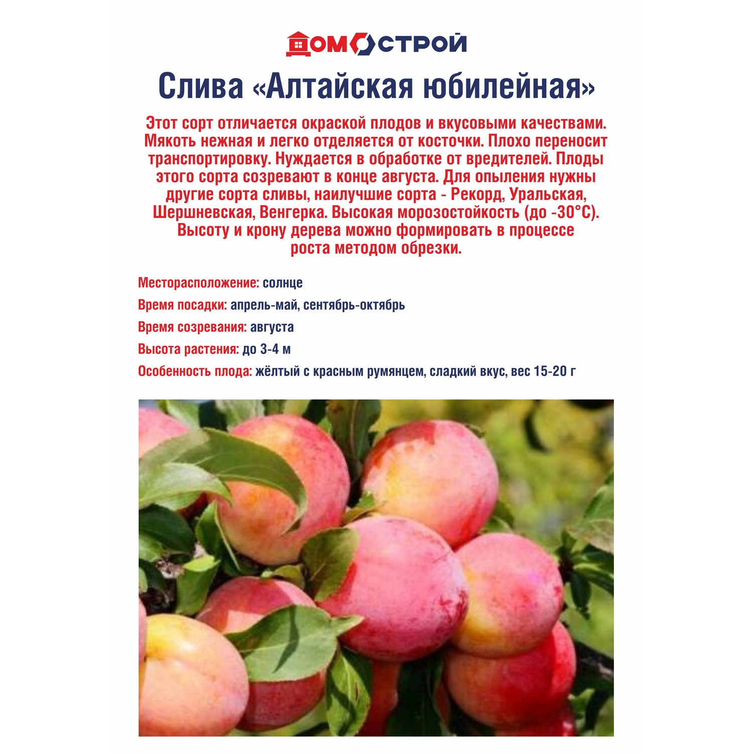 Слива Алтайская юбилейная