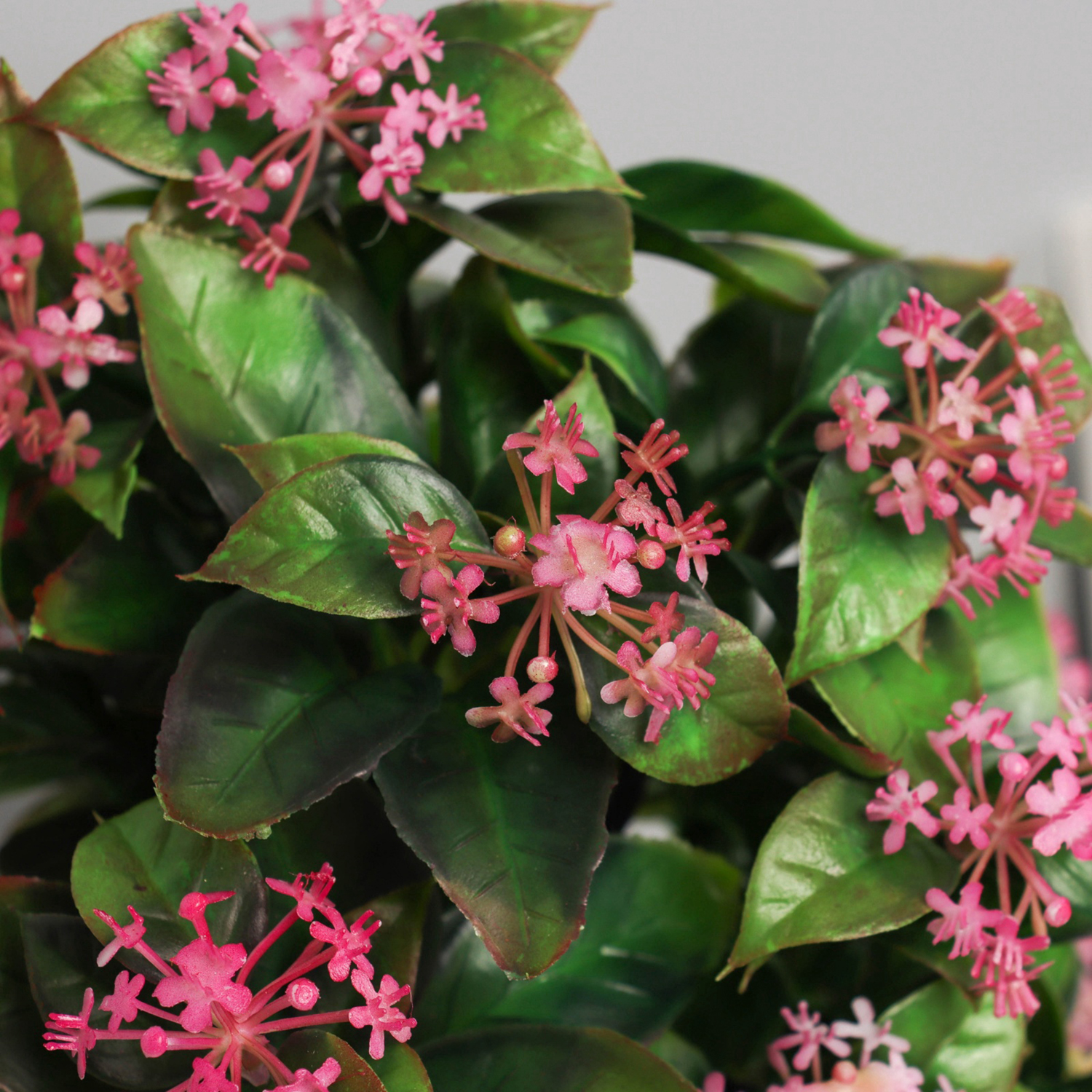 Бонсай в горшке «Хойя премиум», 10×23 см, МИКС