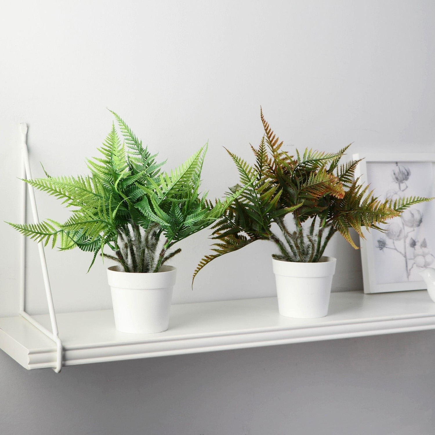 Бонсай в горшке "Папоротник нефролепис" 8,5х21 см, микс  9789753