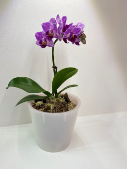 Кашпо пластм. "London Orchid"  5л d верха 230мм h145мм со вставкой Бел. перлам. ING1559БЛПЕРЛ *1/15