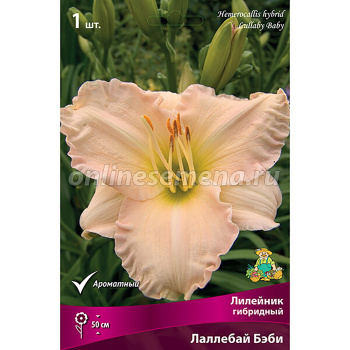 Лилейник гибридный Лаллебай Бэби/К