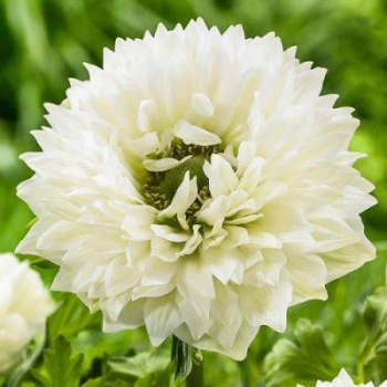 Анемона махровая ВайтМаунт ЭверестК 10шт