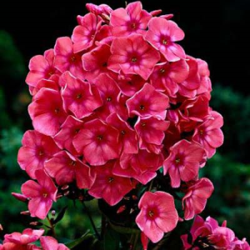 Флокс метельчатый Виндзор/1 шт