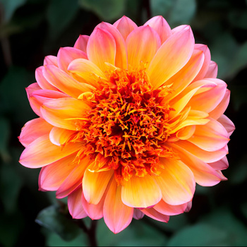 Георгина анемоновидная Флоринор I/К