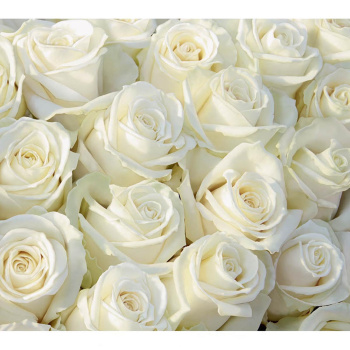 Фотообои VIP А 153 "БУКЕТ ЛИРИКА" 294*260 см (12л) (г.Тула) *1/6