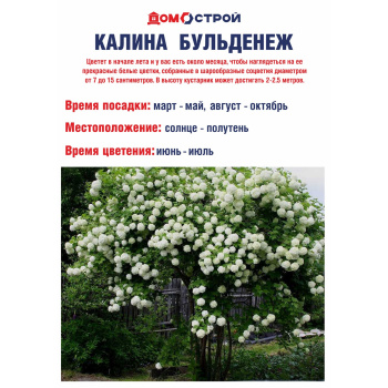 Калина Бульденеж